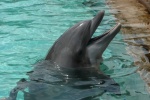 Sea World